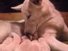 POLNISCHER LAUFHUND